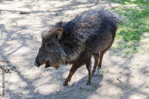 Pekari Wagneruv - Catagonus wagneri stands on lawns with open mouth.