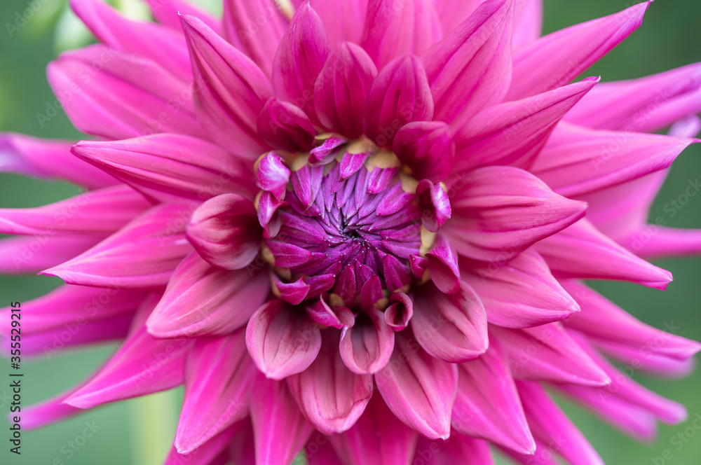 Vivid pink Dahlia flower macro Vivid pink Dahlia flower macro
