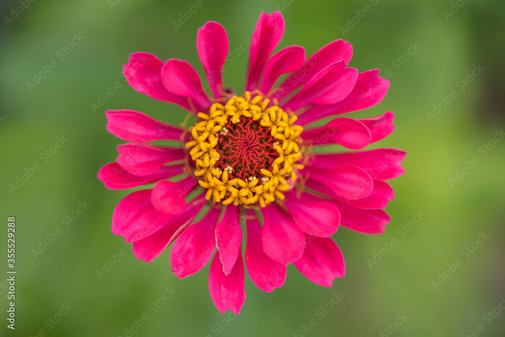 Obraz premium Vivid pink Zinnia flower macro on green background