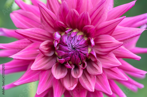 Vivid pink Dahlia flower macro