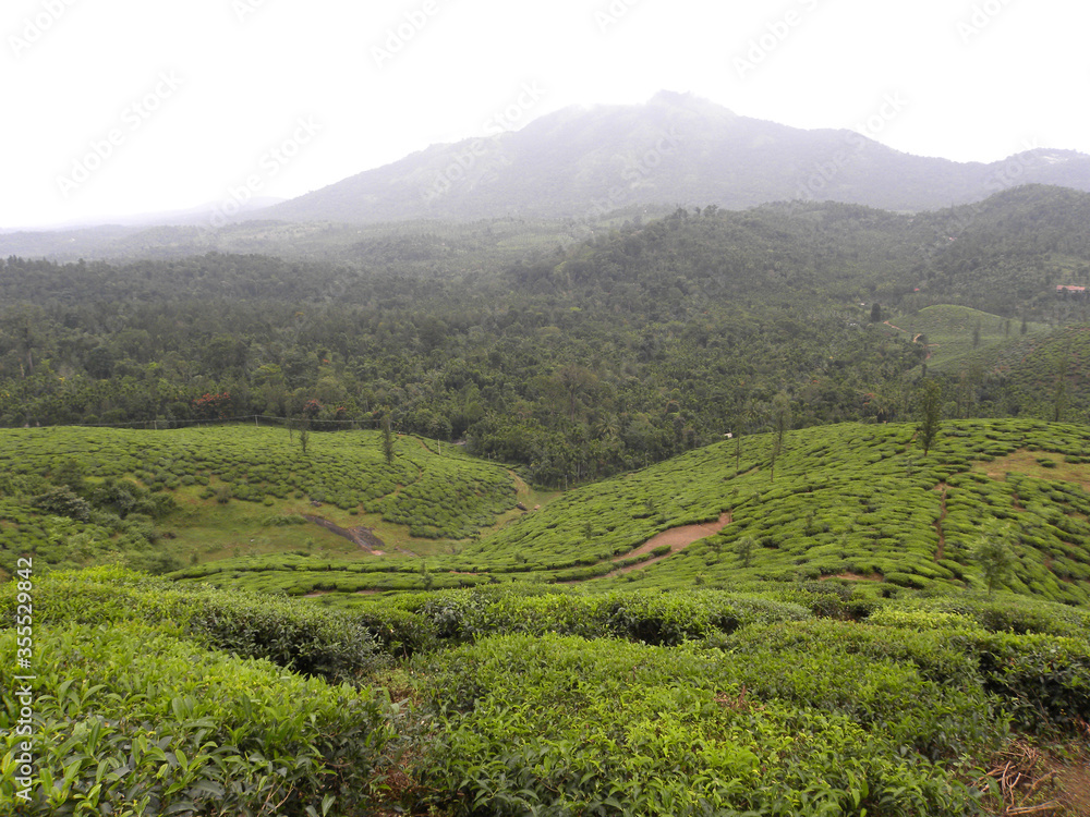Landscape view of tea plantation in mountains