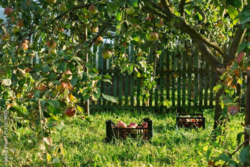 Red apples in plastic crates on the grass among fruit trees