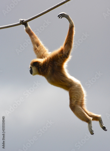 an acrobatic gibbon