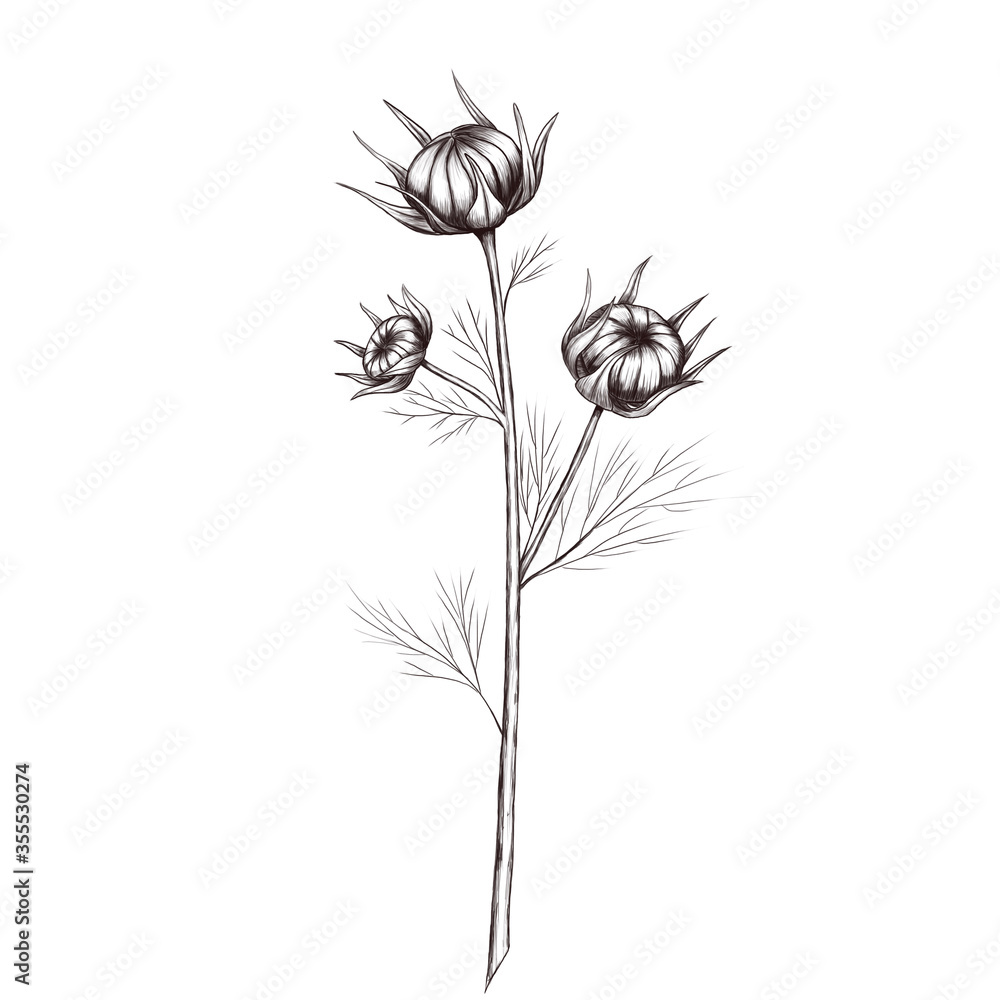 Obraz premium Wildflower cosmea decoration 300 dpi digital art