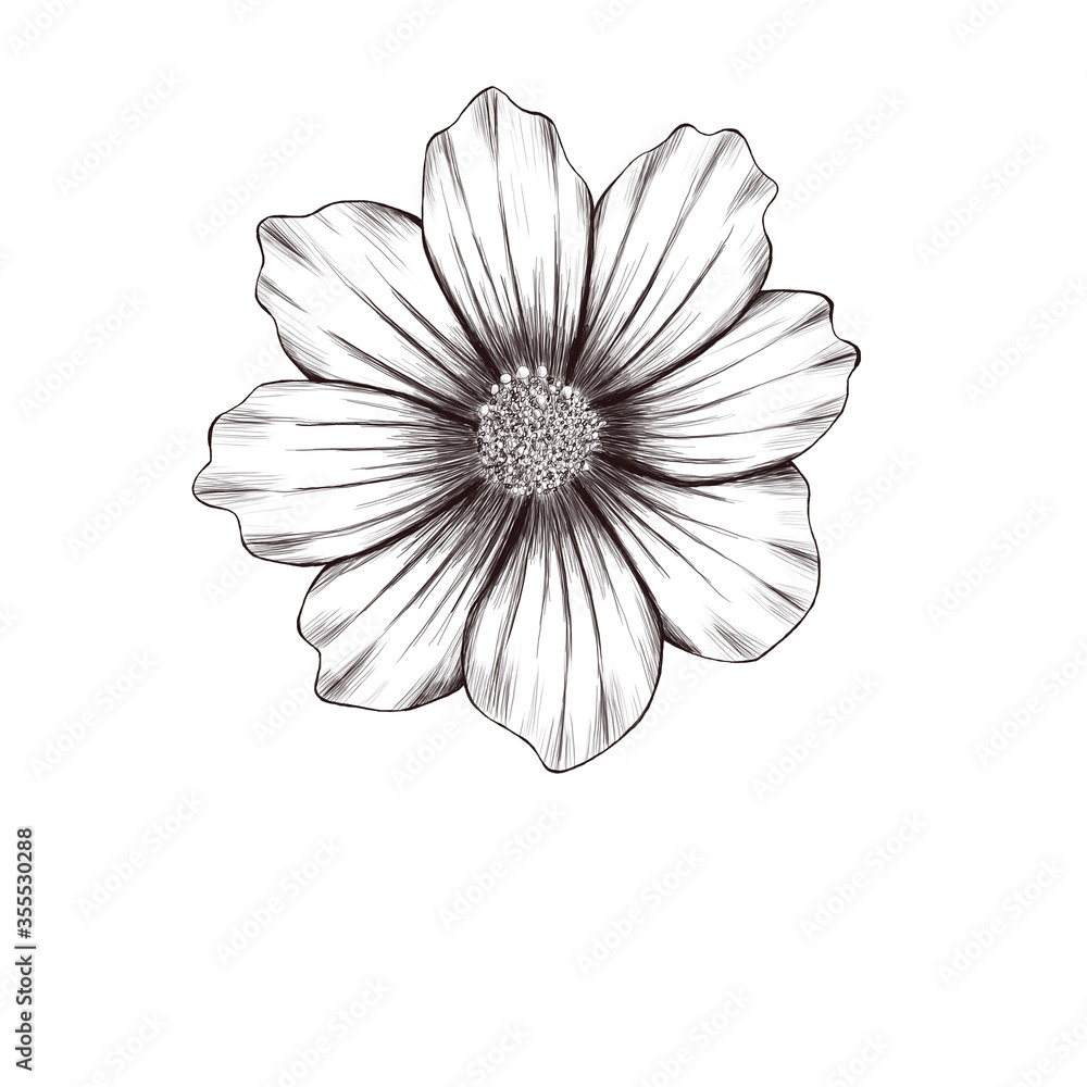 Wildflower cosmea decoration 300 dpi digital art Wildflower cosmea decoration 300 dpi digital art