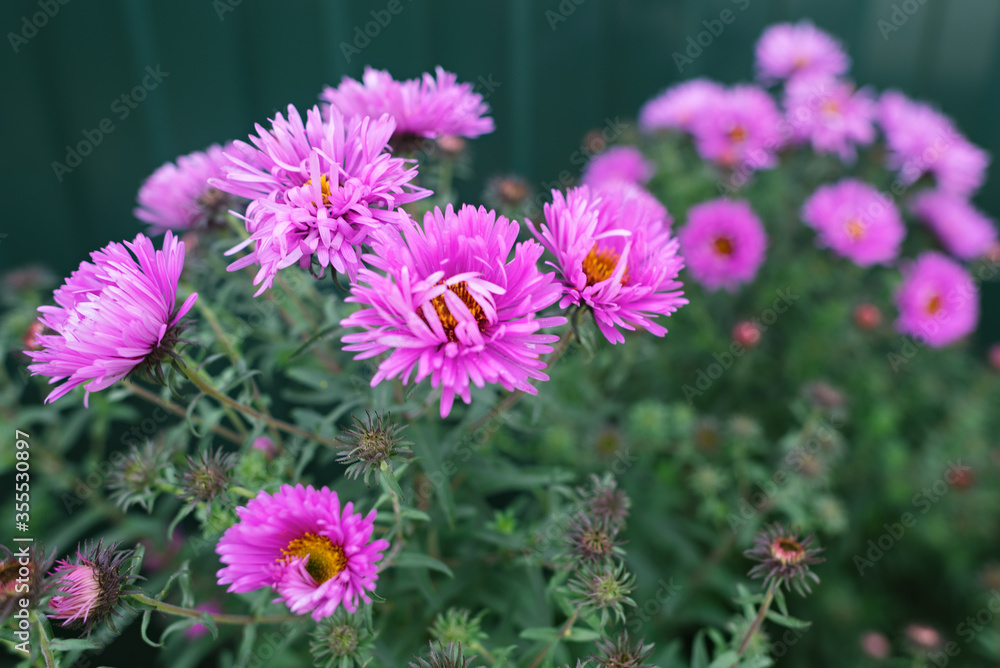 Beautiful aster daisy flowers in near the fence Beautiful aster daisy flowers in near the fence