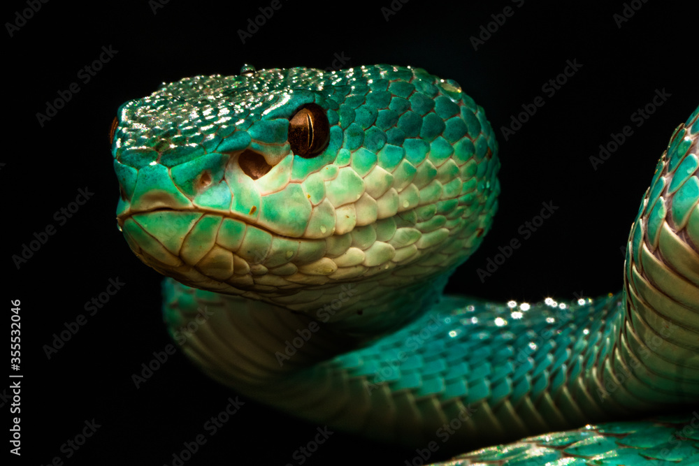 Fototapeta premium green viper snake in the dark