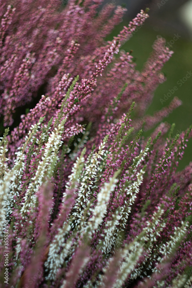 Fototapeta premium close up of lavender flowers