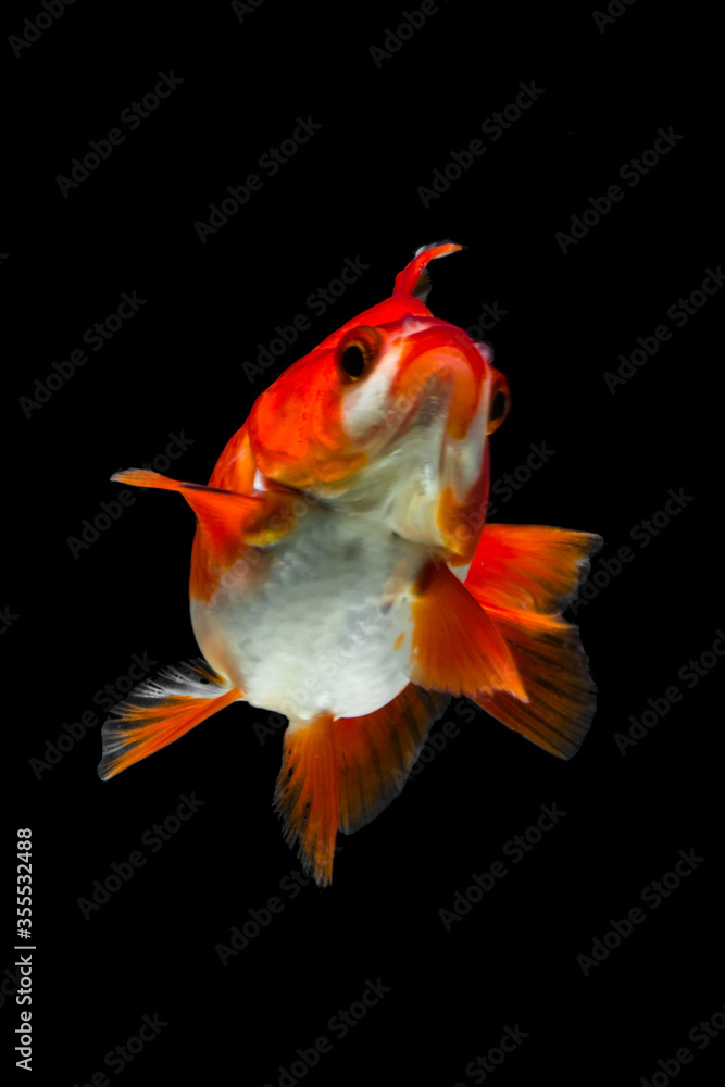 Fototapeta premium the goldfish in aquarium