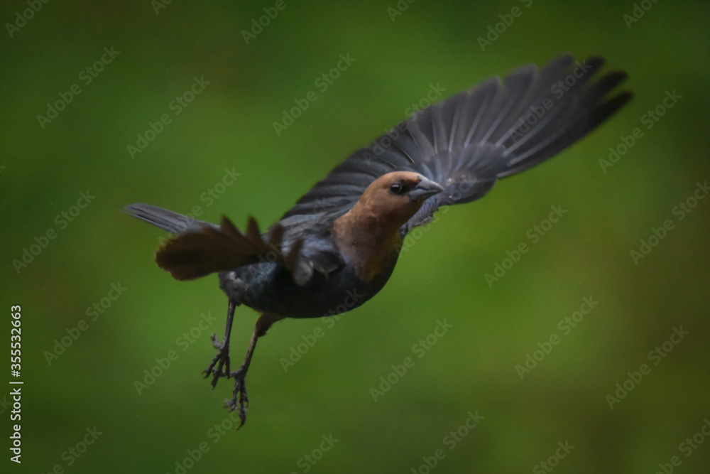Fototapeta premium Cowbird in Flight, Black and Brown Bird Flying in Air