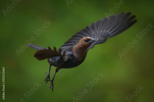 Cowbird in Flight, Black and Brown Bird Flying in Air