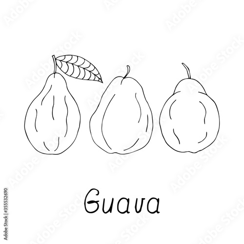 Guava fruit lettering. Hand drawn poster.  Stock vector illustration.