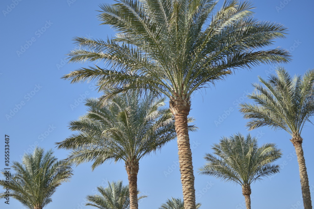 palm trees against blue sky palm trees against blue sky
