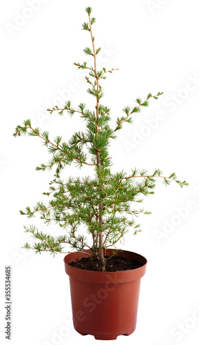 Larch seedling in a flowerpot isolated on a white background.