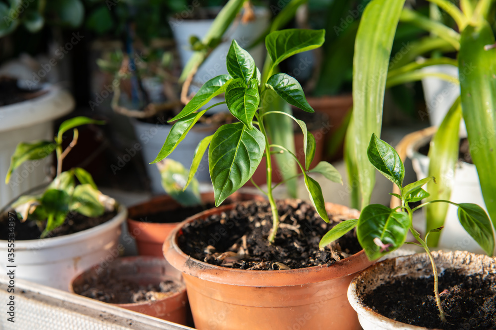 Little lemon tree in mini garden on balcony of flat