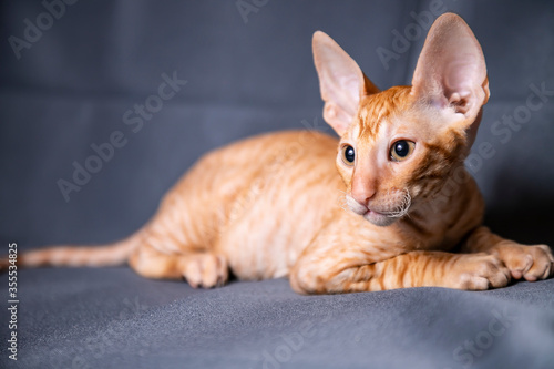 Fotografía Cornish Rex kitten on a grey background