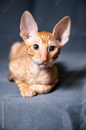 Cornish Rex kitten on a grey background
