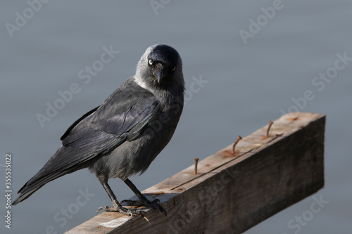 Western Jackdaw - Coloeus monedula
