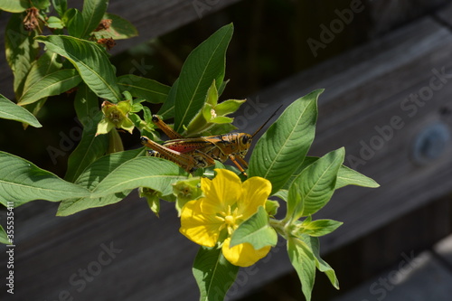 Bilde på lerret Grasshopper on a flower