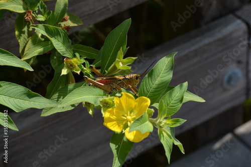 Foto Grasshopper on a flower