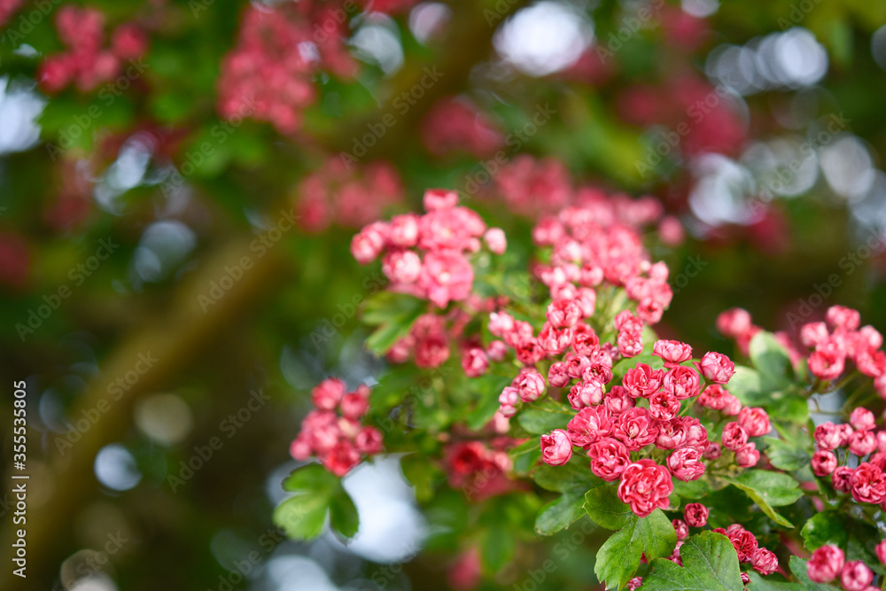 pink flowers in the garden pink flowers in the garden
