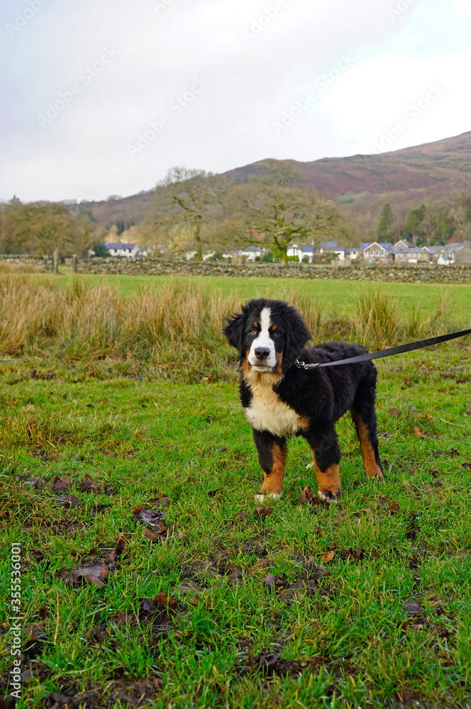 Four months old Bernese Mountain Dog standing on the grass  in the park 