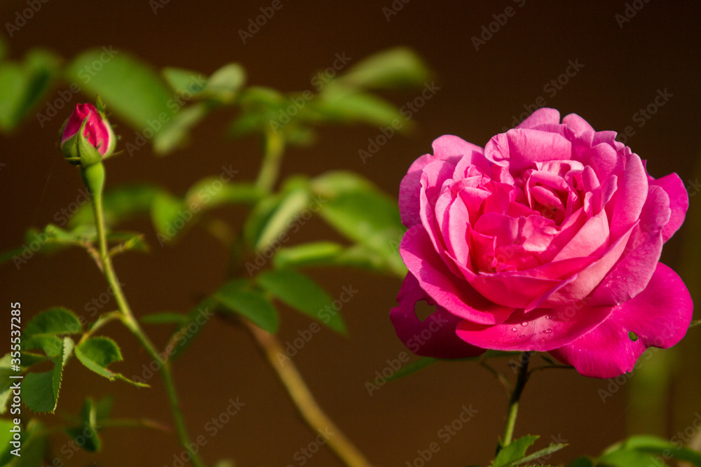 blooming rose flower with a blooming bud in the background blooming rose flower with a blooming bud in the background