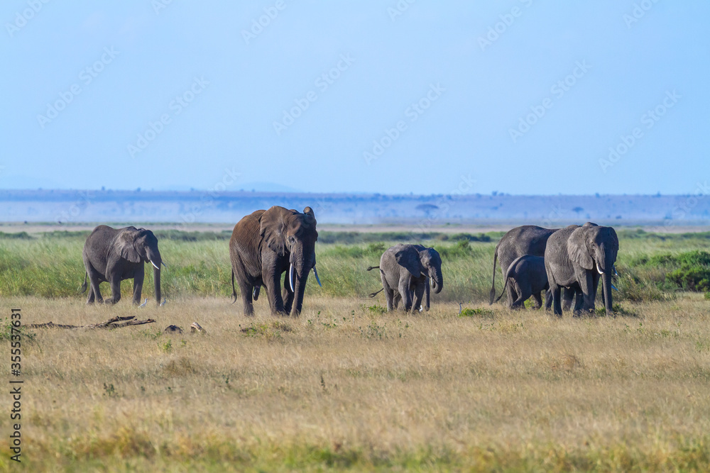 Elephant family walks on green grass savanna with blue sky and copy space in Amboseli National Park, Kenya, Africa. Loxodonta Africana wildlife viewing on happy safari holiday