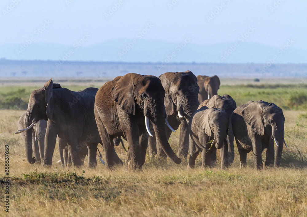 African elephant herd on dusty African savannah, group close together, with adults and young calves. Amboseli National Park, Kenya, Africa. Loxodonta Africana