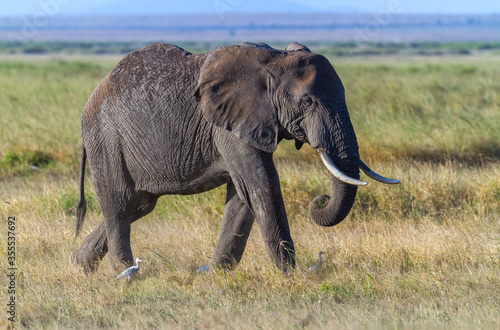 Elephant walking on African savannah grassland showing skin surface detail and ivory tusks. Loxodonta Africana in Amboseli National Park  Kenya  Africa