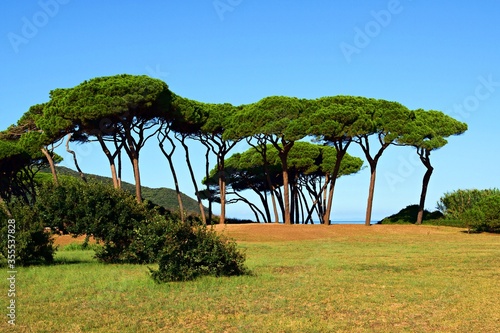 centenary pines overlooking the famous Gulf of Baratti and the Etruscan necropolis in the town of Piombino in the province of Livorno, Italy