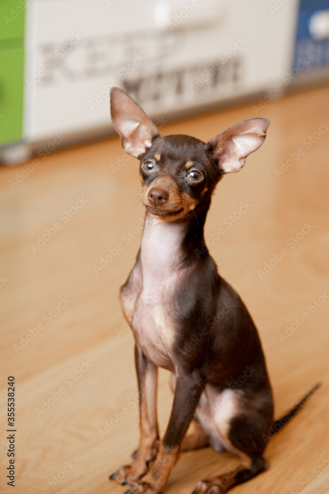 portrait of a miniature Russian toy terrier  puppy 