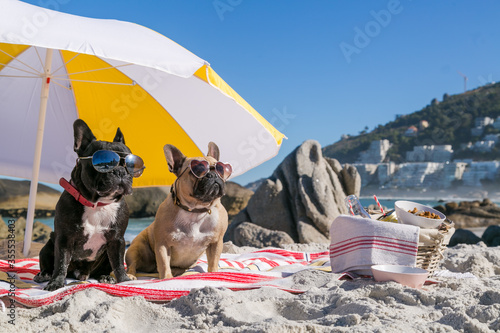 Cool French Bulldogs in Sunglasses having a picnic on the beach. photo