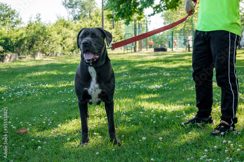 Big young cane corso walking in the grass with owner