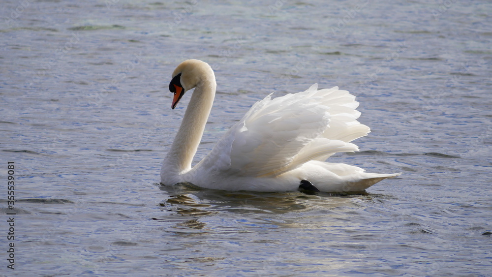 Fototapeta premium schwimmender Schwan mit aufgeplustertem und leuchtendem Federkleid