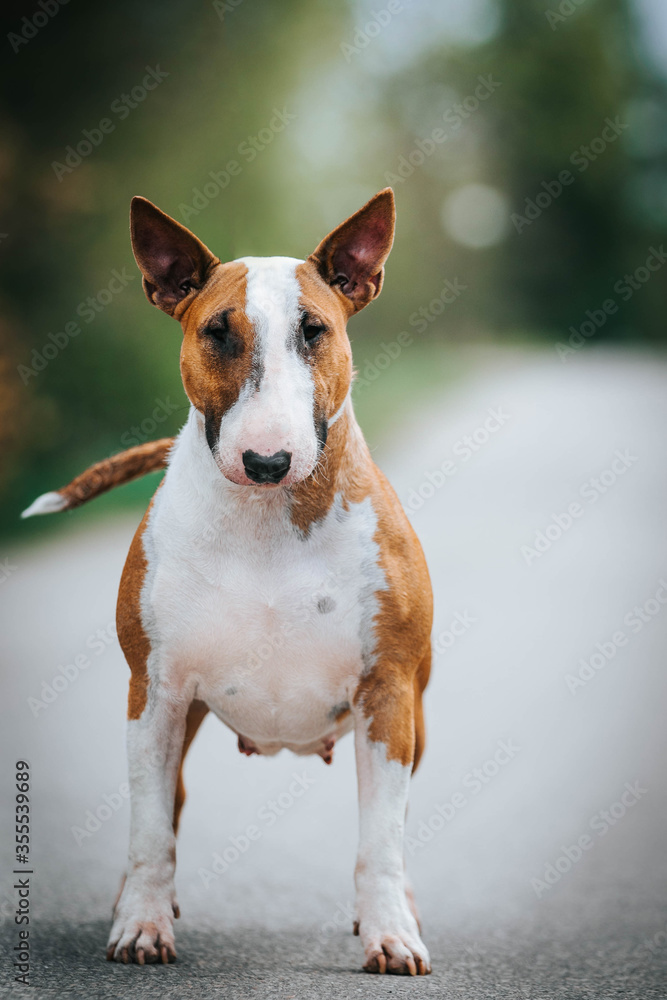 Bull terrier show dog posing. Dog portrait outside. Bull terrier show dog posing. Dog portrait outside.