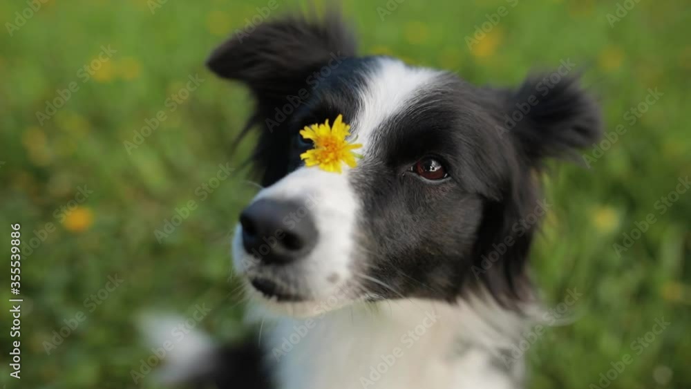 Cute Excited Border Collie with yellow flower on Nose. Head of black and white border collie Cute Excited Border Collie with yellow flower on Nose. Head of black and white border collie