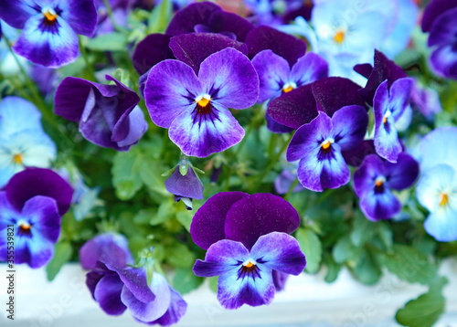 Vibrant and colorful garden Pansies  Viola x wittrockiana. Close up photo