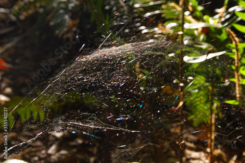 Spider web with beautiful light reflections in forest