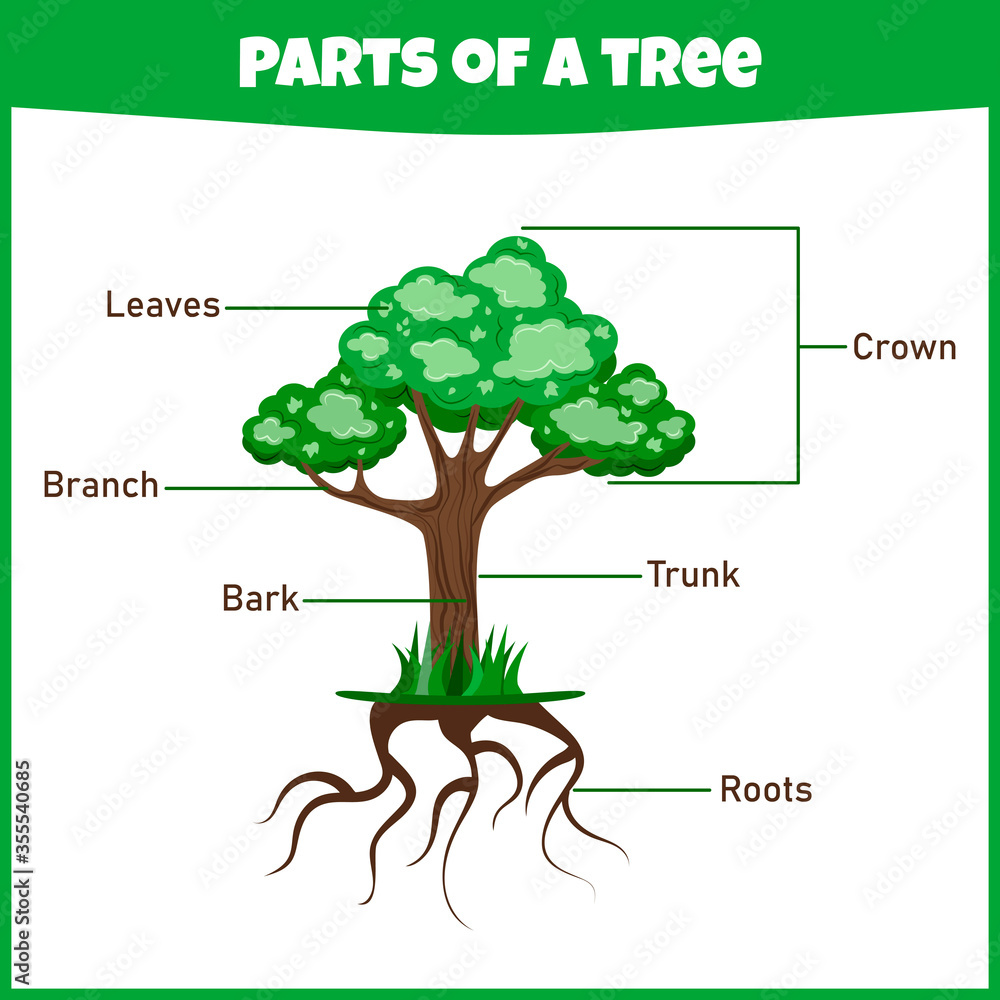 Learning parts of a tree. Education worksheet. Activity page for study