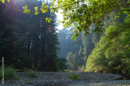 Fototapeta Naklejka Na Ścianę i Meble -  Sun shining through trees in forest with creek