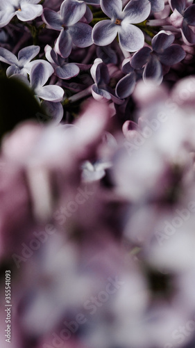 Bouquet of lilac on a light background.