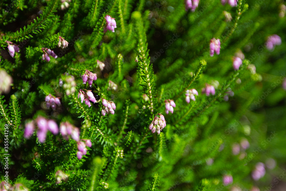 Close up of tiny flowers in green garden Close up of tiny flowers in green garden
