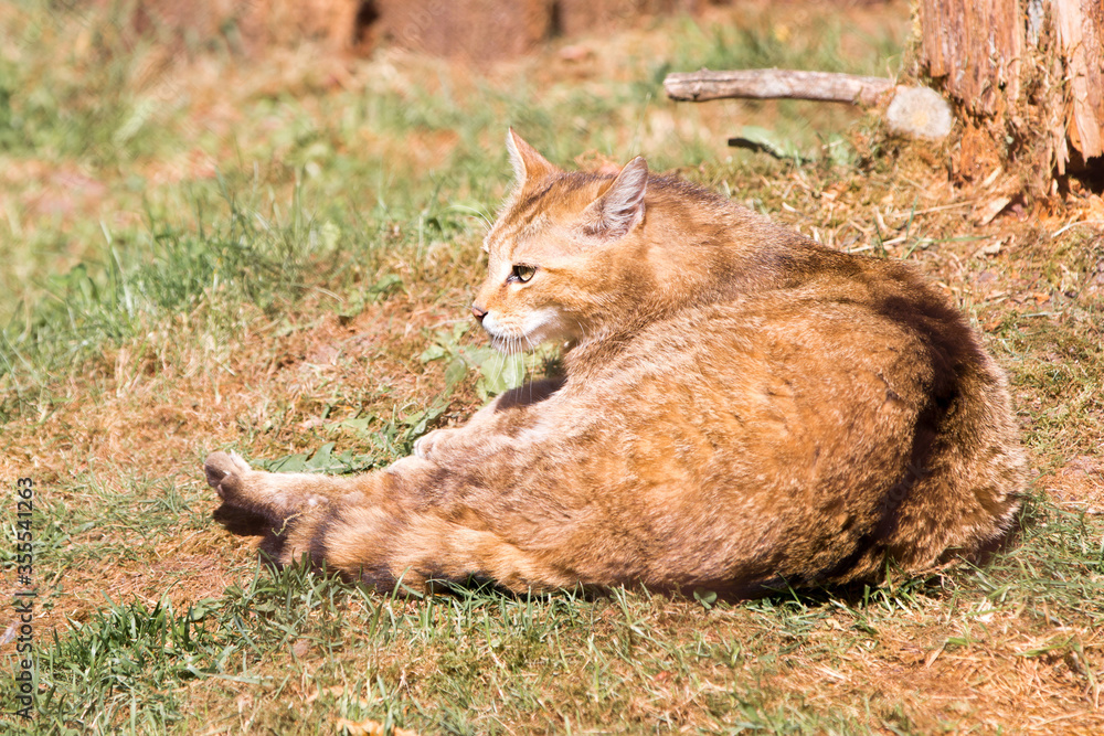 Fototapeta premium Wildcat (in german Wildkatze also Waldkatze) Felis silvestris