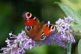 A close-up of a peacock butterfly on a buddleia bush