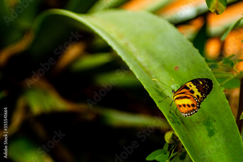 brush-footed butterfly - open image of a black butterfly with yellow and orange, perched on an aloe plant