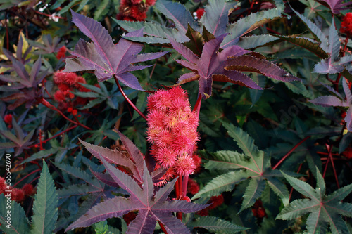 Ricinus communis, the castor bean or castor oil plant, fruit close up