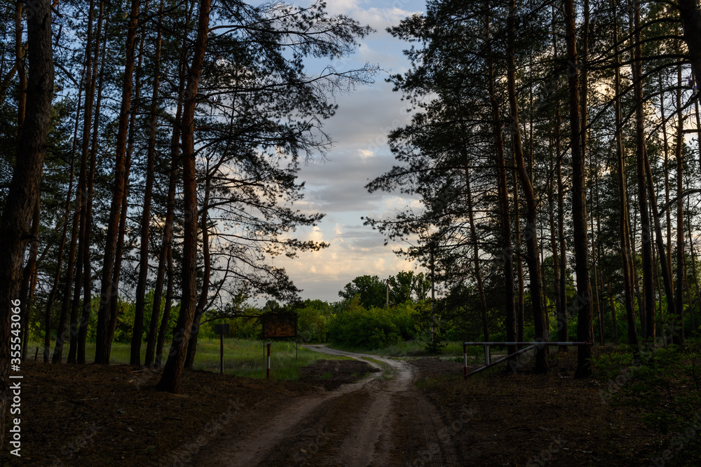 Fototapeta premium spring sunset near the city20