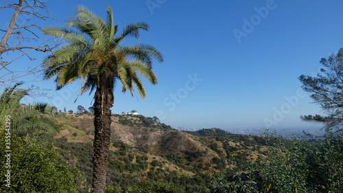 Griffiths Observatory seen from a distance with a palm tree and Los Angeles in the background. 