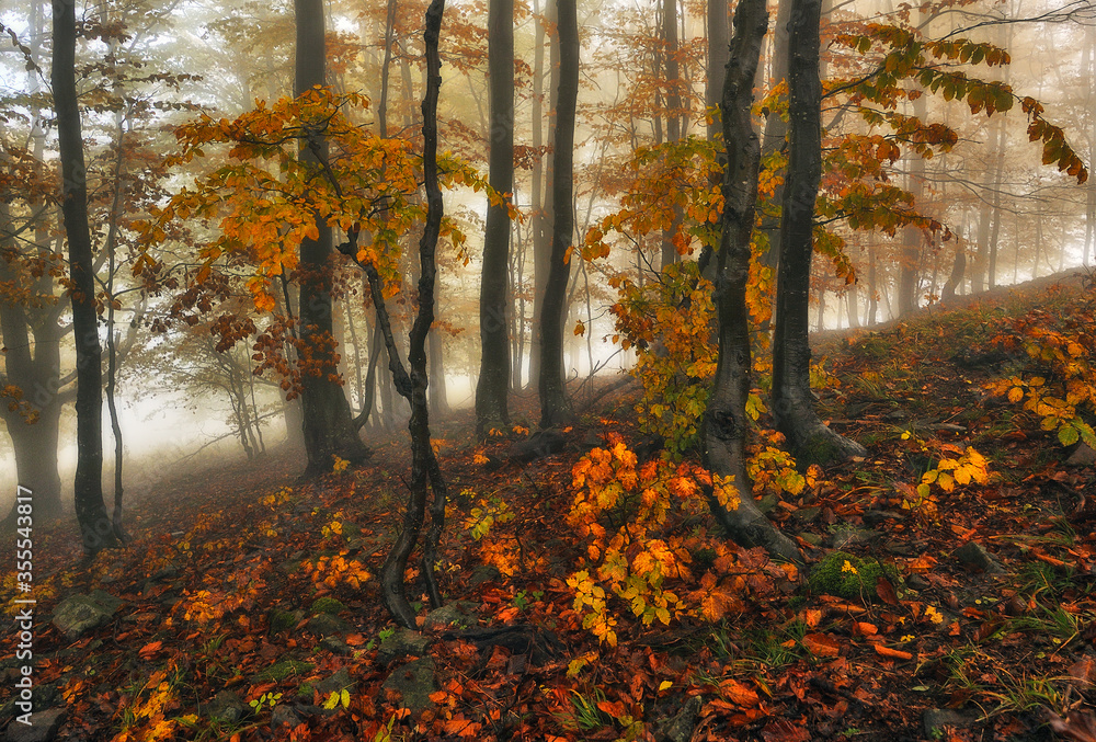 Fototapeta premium A misty fantastic autumn forest